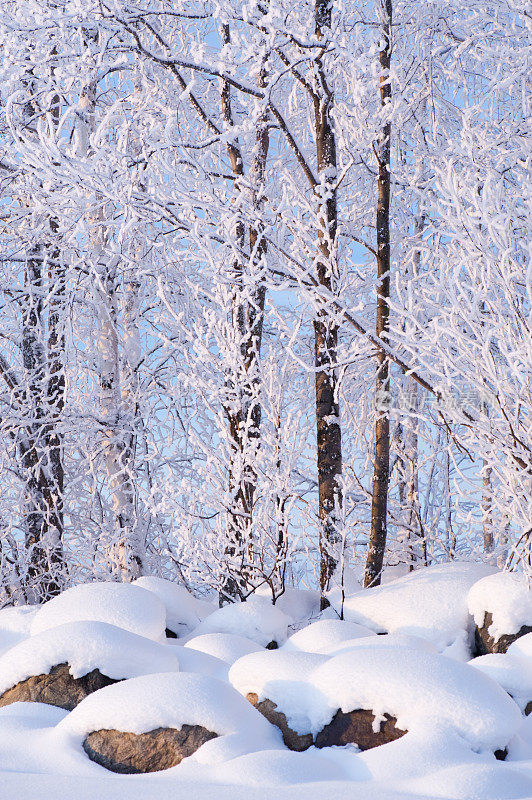 白雪覆盖着石头和树枝