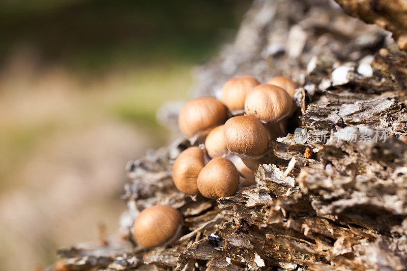 圆木上的蘑菇