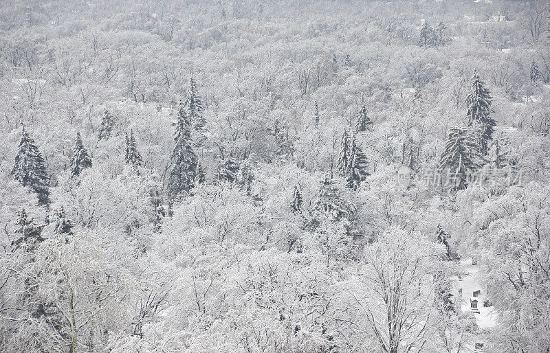 树冠在雪