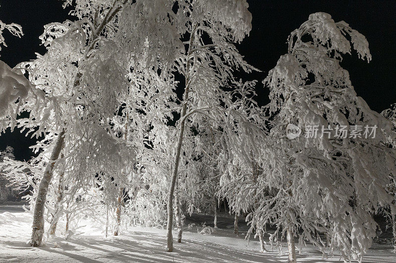 瑞典北极基律纳的冬夜树被冰覆盖的剪影