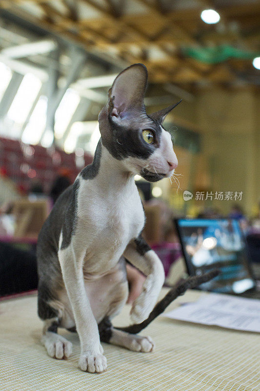 加拿大sphynx猫