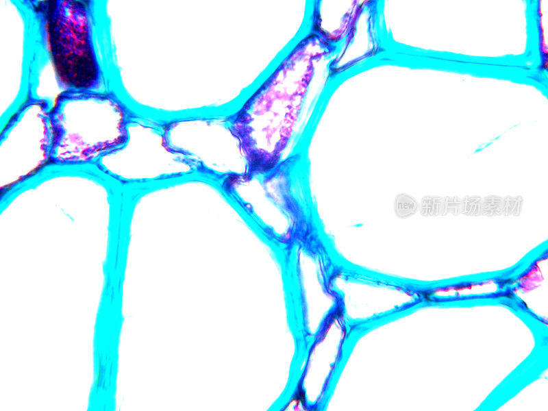 植物组织显微摄影-玉米茎