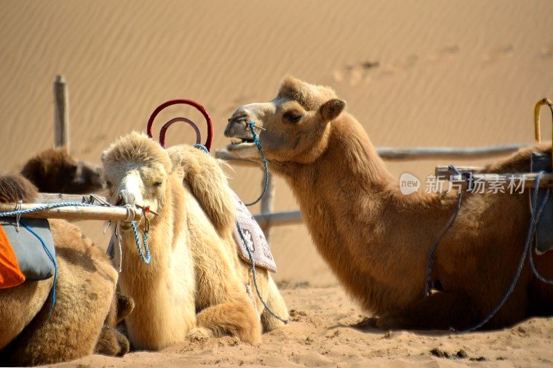 内蒙古腾格里沙漠沙丘上的骆驼