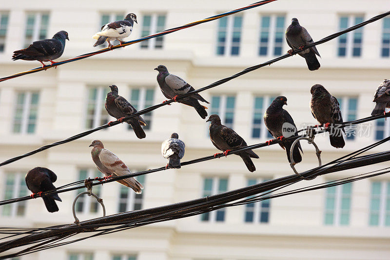 鸽子栖息在电线上