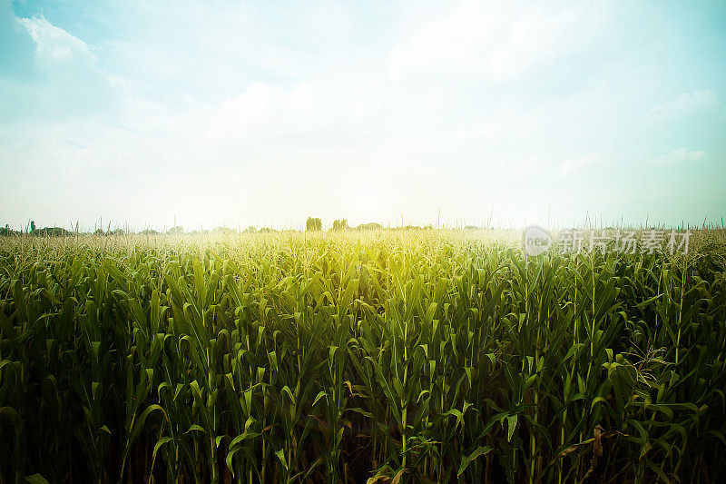 绿色的玉米地等待收割，傍晚的阳光，日落，