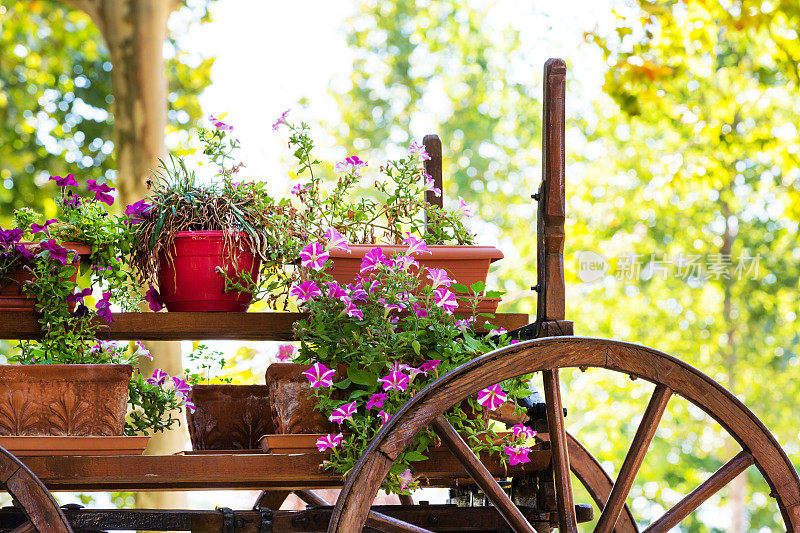 旧木车，粉红色的矮牵牛花，五颜六色的花