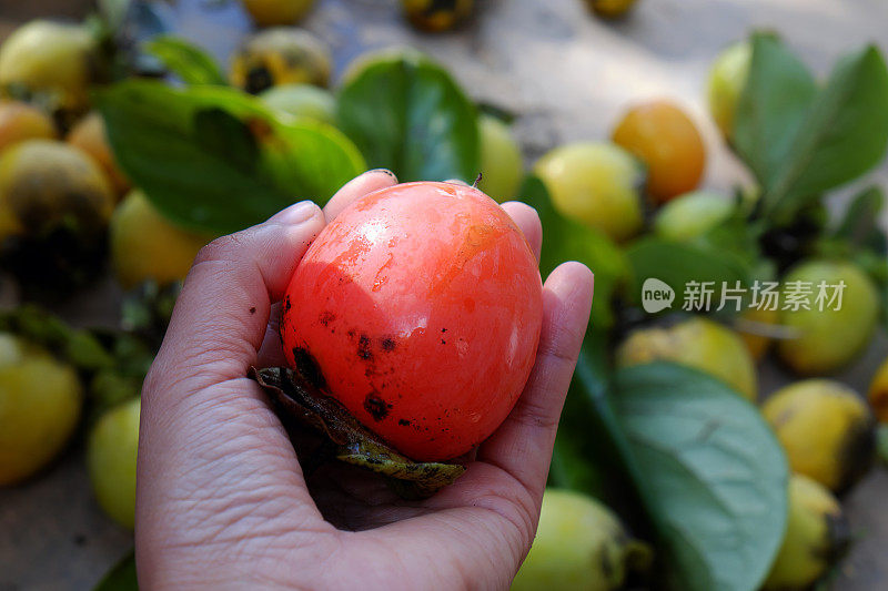 柿子，越南农产品