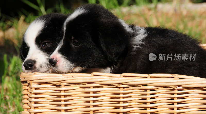 可爱的边境牧羊犬幼犬