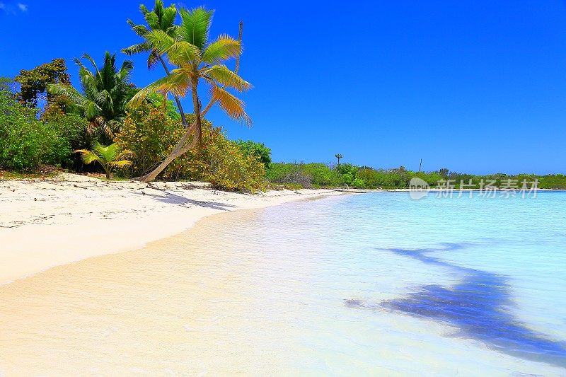 阳光明媚的加勒比田园式棕榈树，热带绿松石海滩