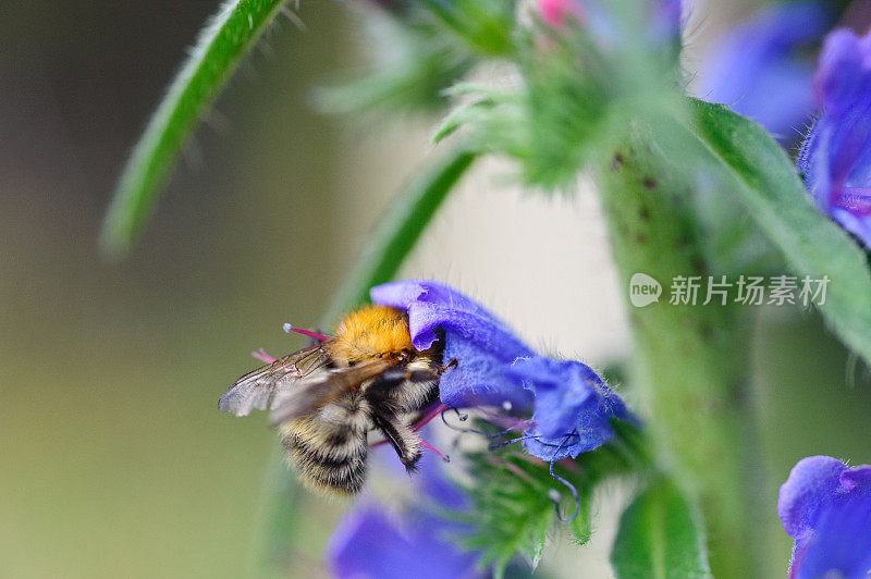 紫色花朵上的蜜蜂