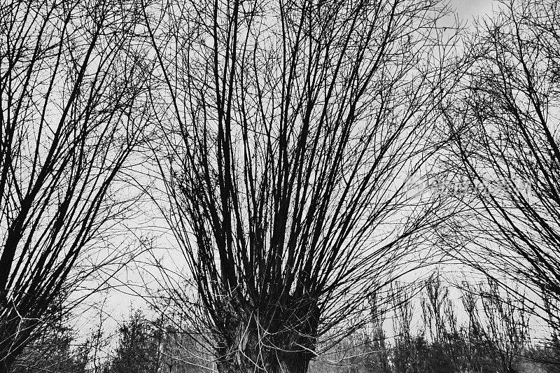 冬天的柳树