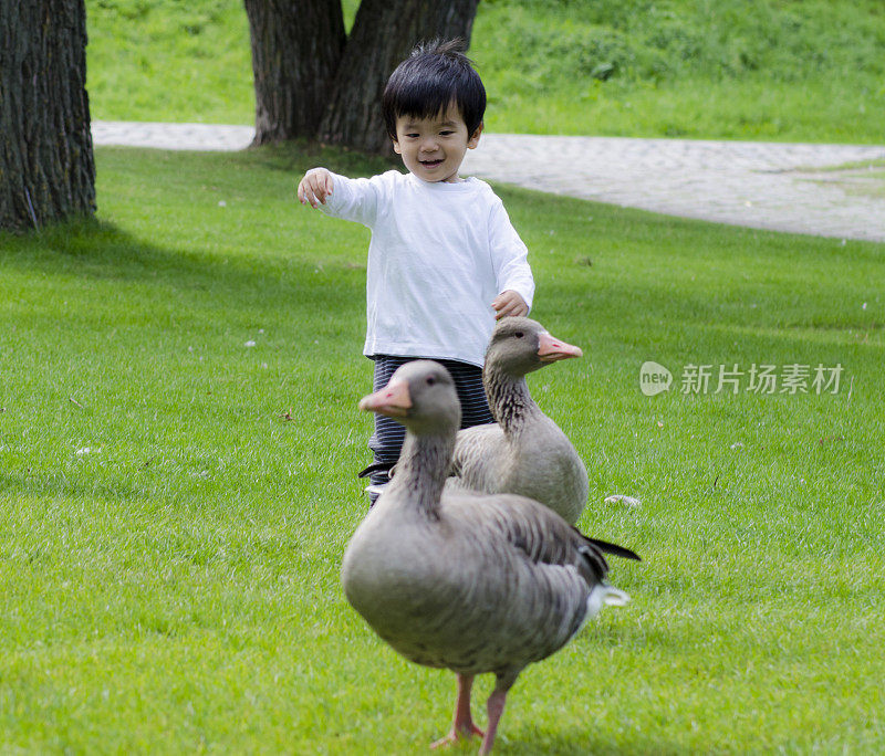 小男孩和鸭子