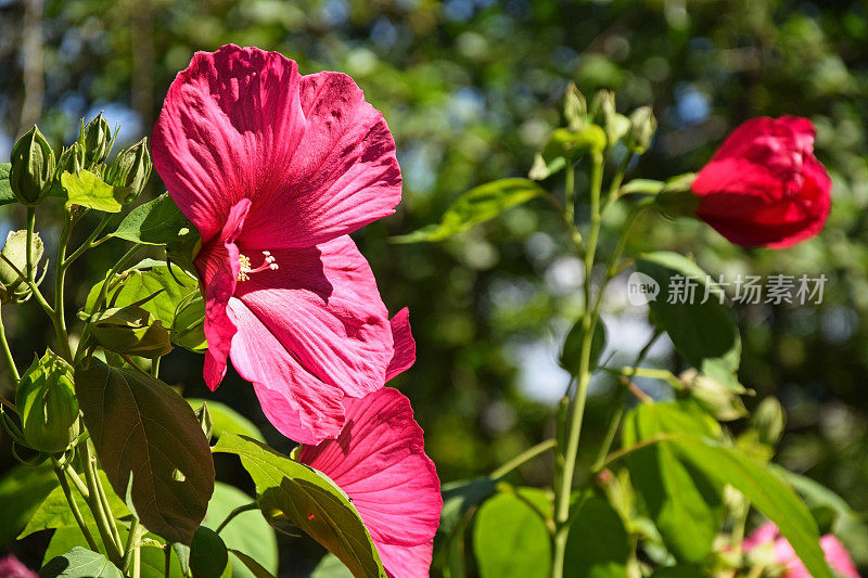 锦葵花