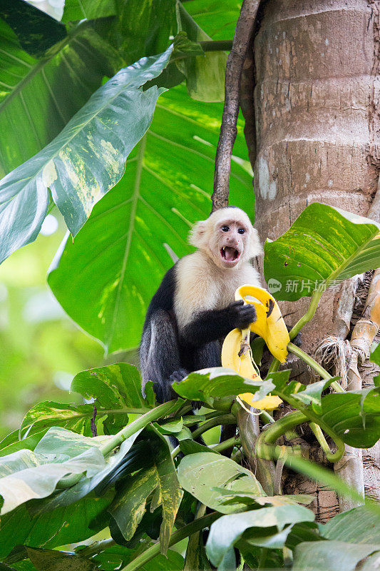 哥斯达黎加的卷尾猴在吃香蕉