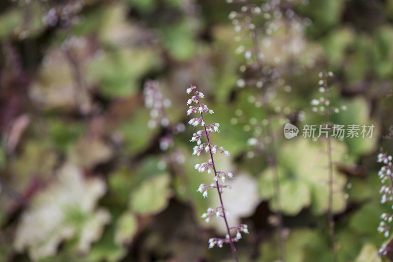 紫花植物野外特写