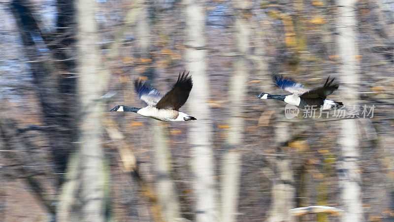 两只大雁快速飞过秋天的森林。