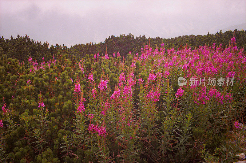 穆萨拉山上的花