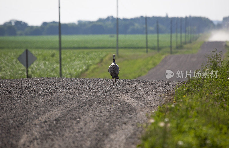 石子路上的野火鸡