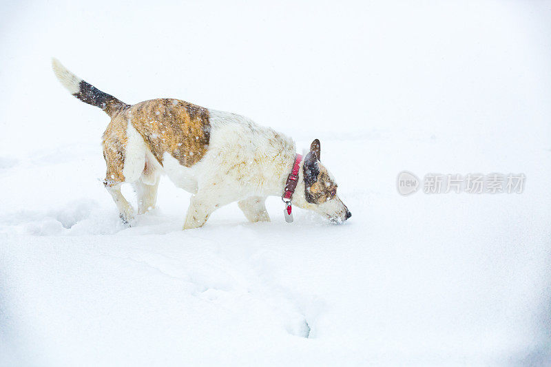 狗嗅雪