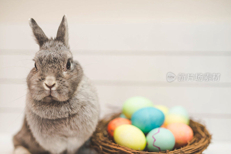 兔子在装满彩色复活节彩蛋的篮子旁边