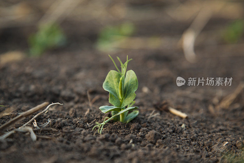 紫花豌豆幼苗