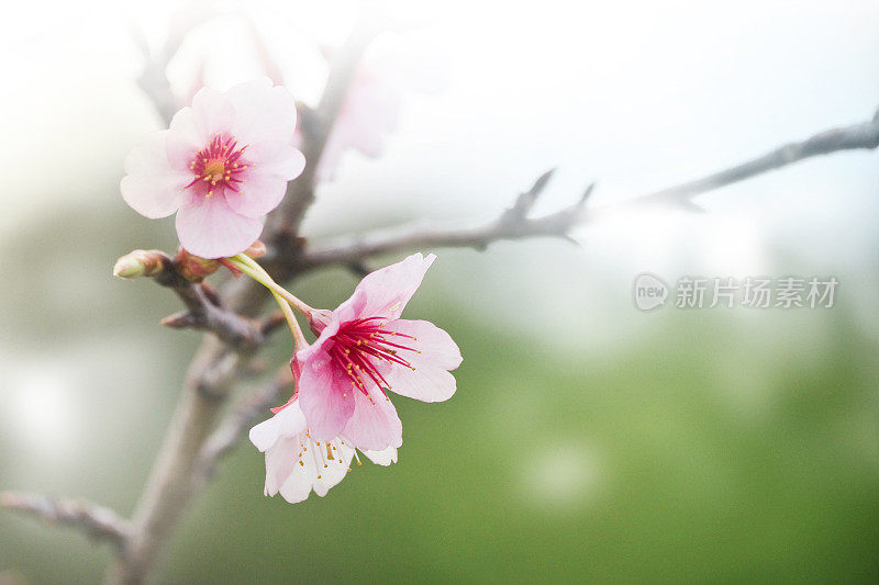 春天的花朵