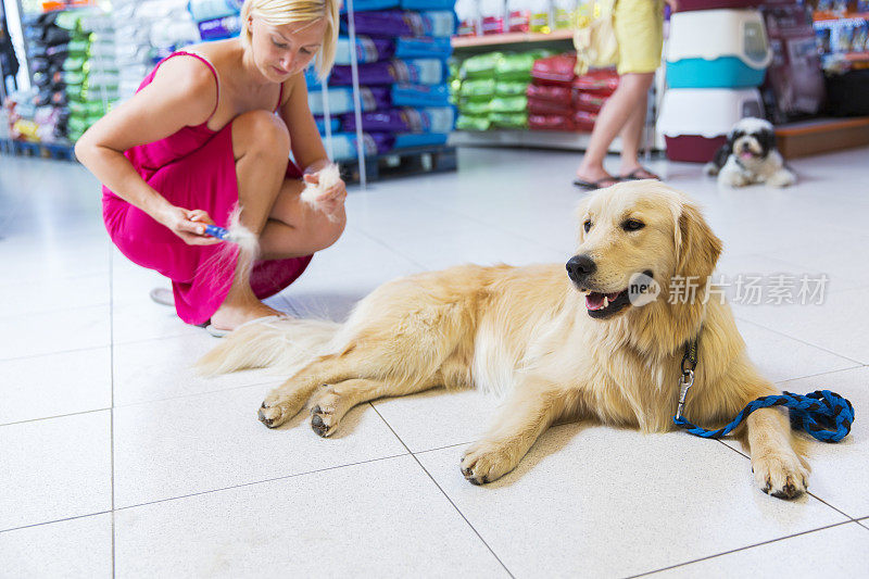 宠物店里的金毛猎犬…主人在给他刷毛