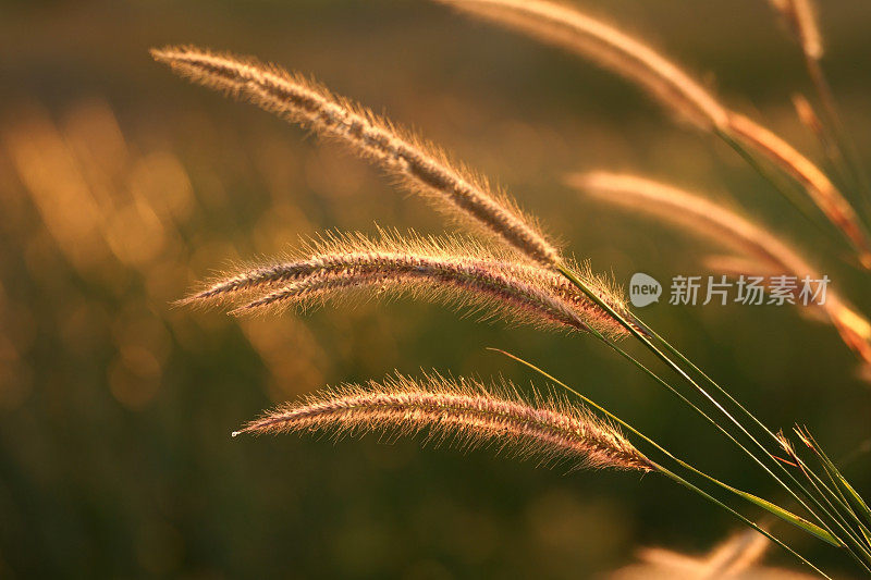 缘浅美丽的叶片草花