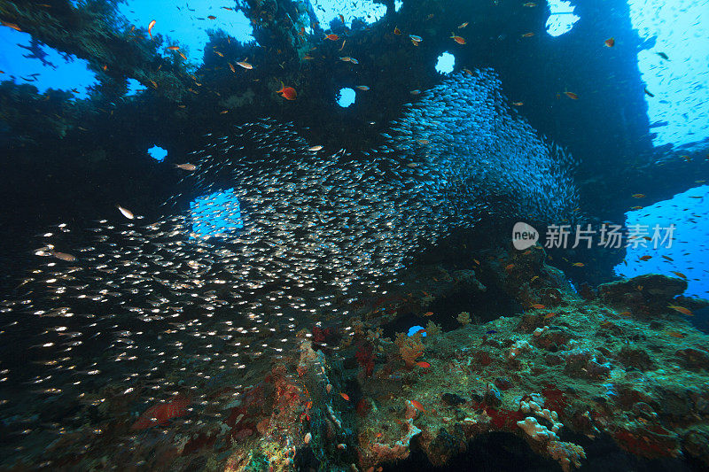 海洋生物-玻璃鱼