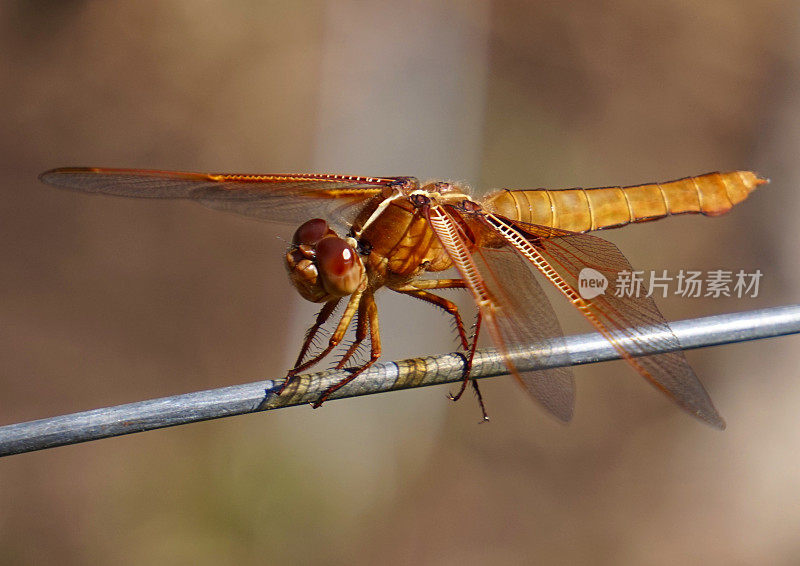 很酷的蜻蜓