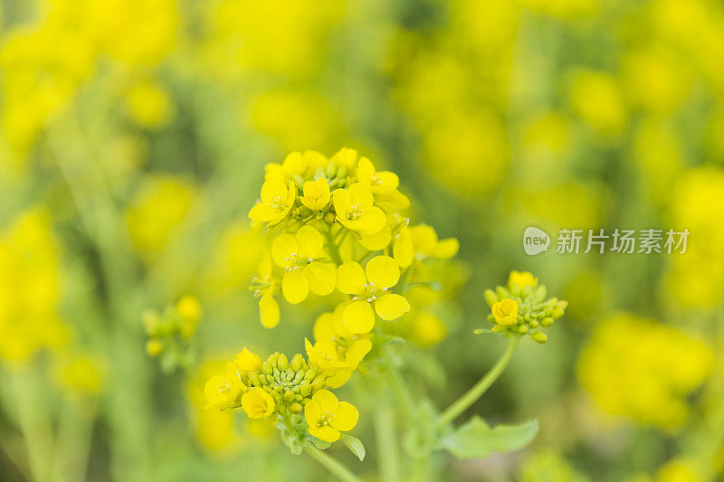 近距离的油菜花与芽