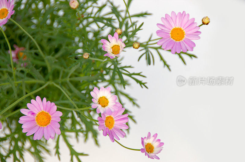 粉红色的雏菊花在乡村花园特写