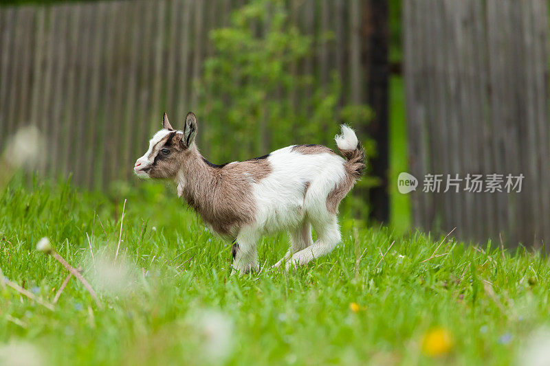 绿草地上的叶翎。