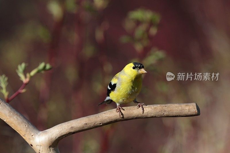 枝条上的美洲金翅雀(金翅金翅雀)。