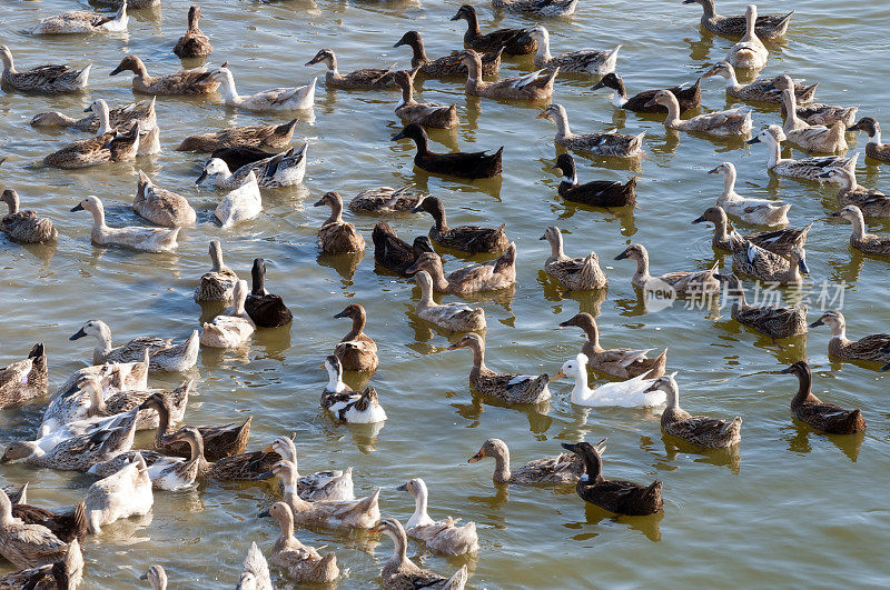 缅甸一个养鸭场里的许多鸭子