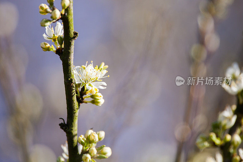 山楂花