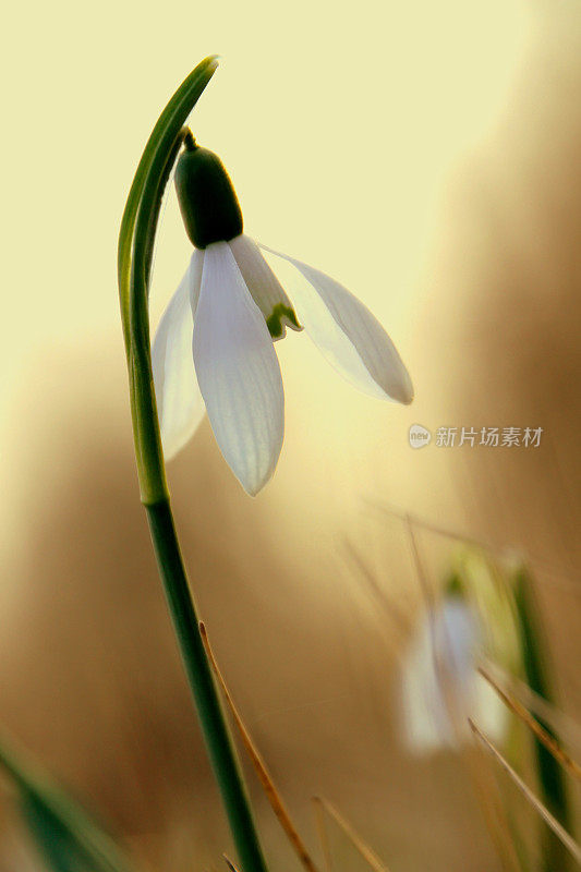 雪花莲