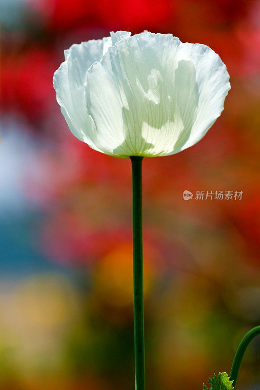 红色背景上的白罂粟花