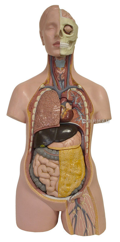 人体解剖学的模型