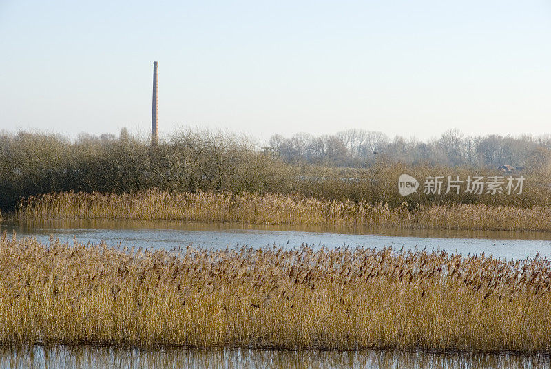 荷兰景观:芦苇淹没了IJssel河