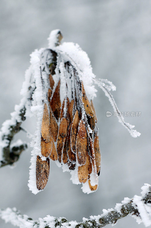 白蜡树种子与雪