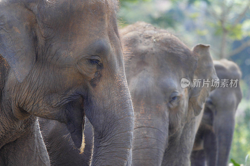 斯里兰卡丛林中的孤儿院象群