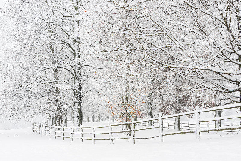 XXXL:白雪覆盖的篱笆和树旁边的田地