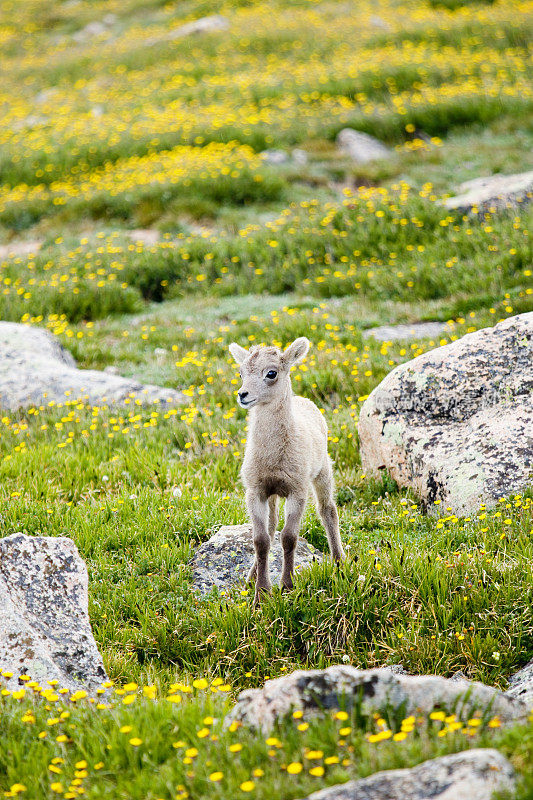 科罗拉多州埃文斯山的大角羊宝宝