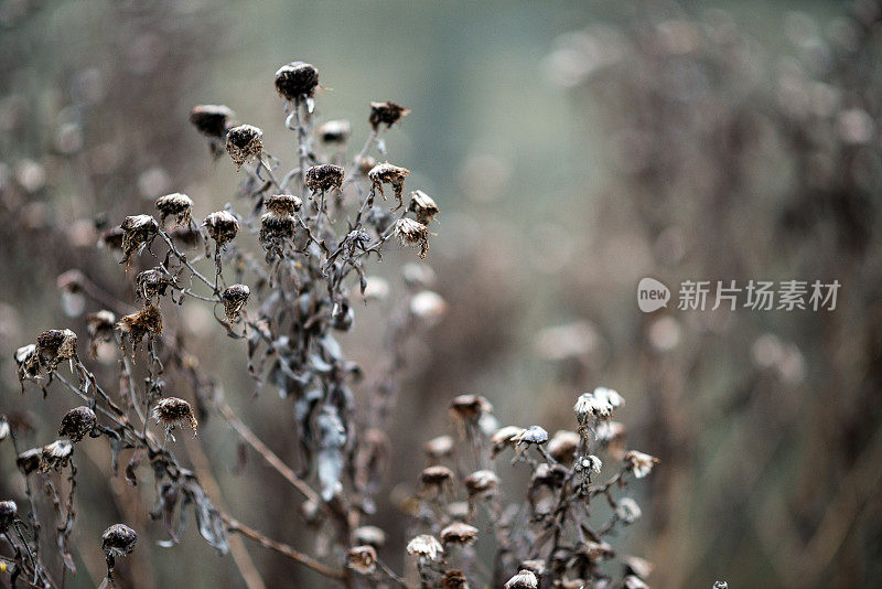 枯死的冬花背景