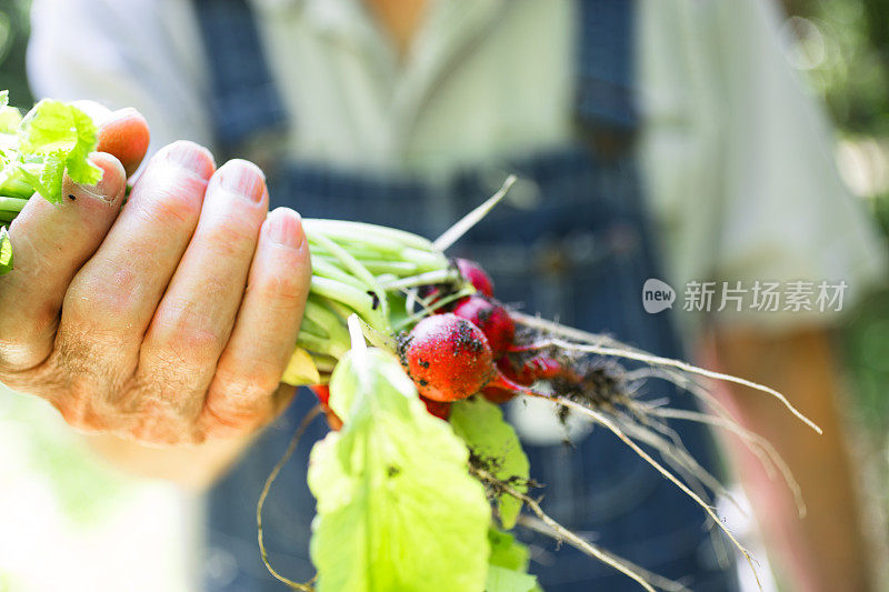 年长者，男农民在田里摘萝卜。有机蔬菜。