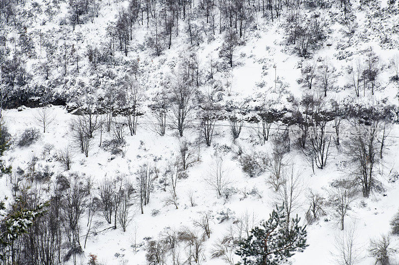 山坡上有光秃秃的树木，白雪覆盖。