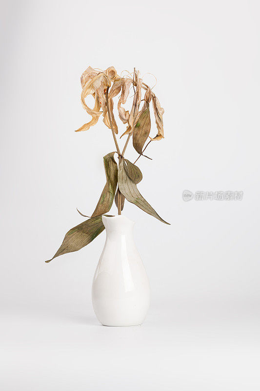 死百合花束，白色花瓶，白色背景
