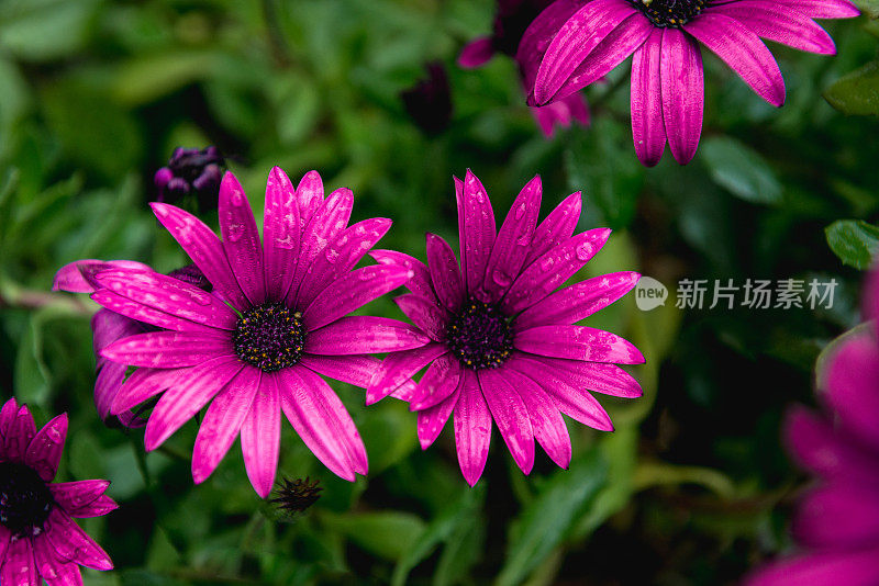 紫色雏菊花(菊科)，Cinfães，葡萄牙