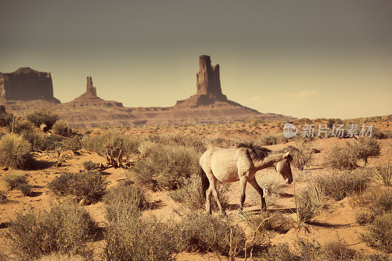 美国亚利桑那州纪念碑谷部落公园的野马